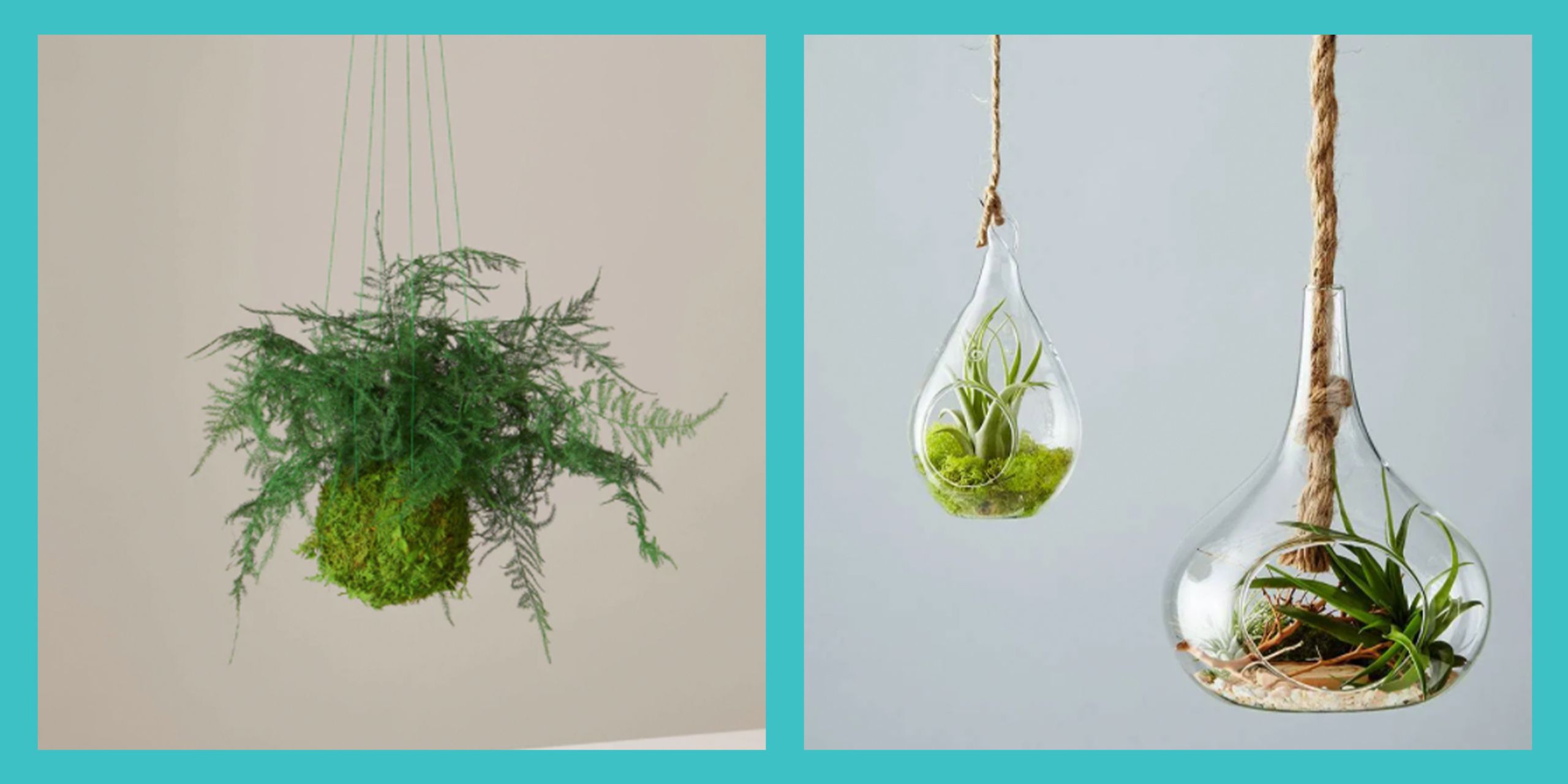 Hanging Plants Need More Than Water. Try These Saucer Solutions