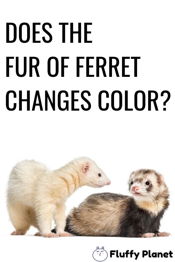 Looking to Buy Ferret Food and Supplies. This 2023 Guide Has You Covered