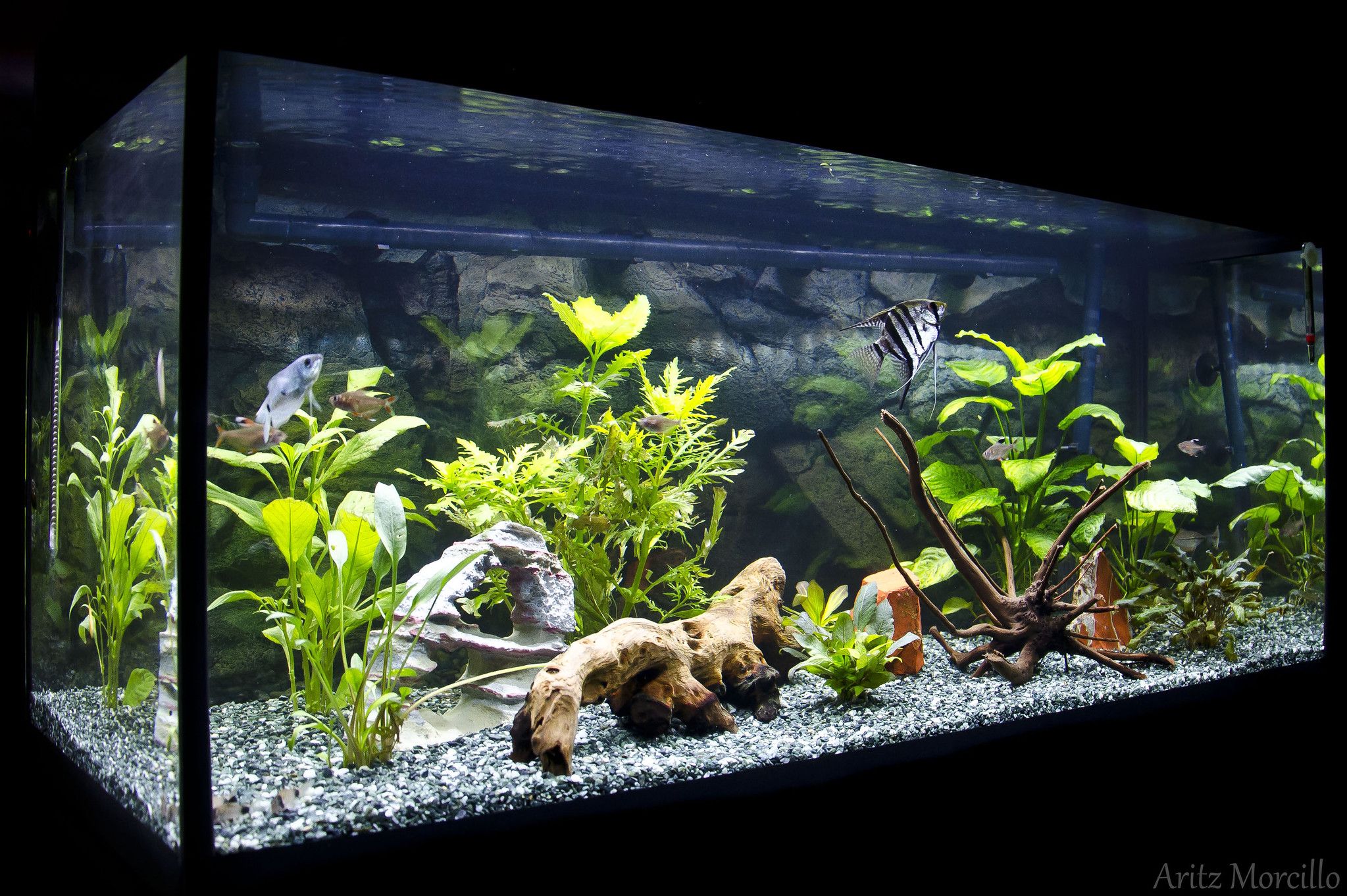 Looking to Clean Your Fish Tank Easily. Here are 10 Ways to Keep Your Aquarium Sparkling