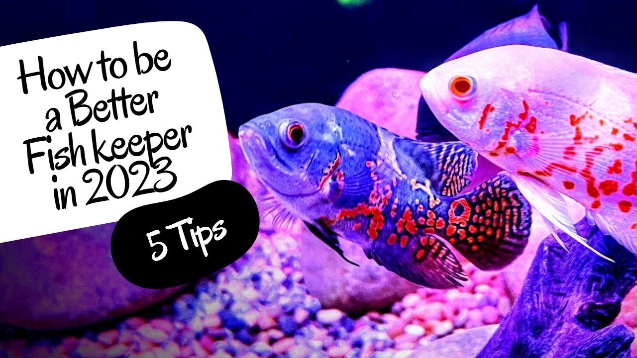 Betta Fish Keepers: Is Your Water Conditioner Harmful