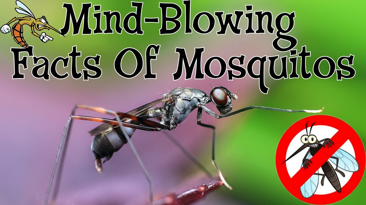Eliminate Bug Bites for Good This Season: How the Mosquito Magnet Independence Trap Can Free Your Yard of Pesky Mosquitoes