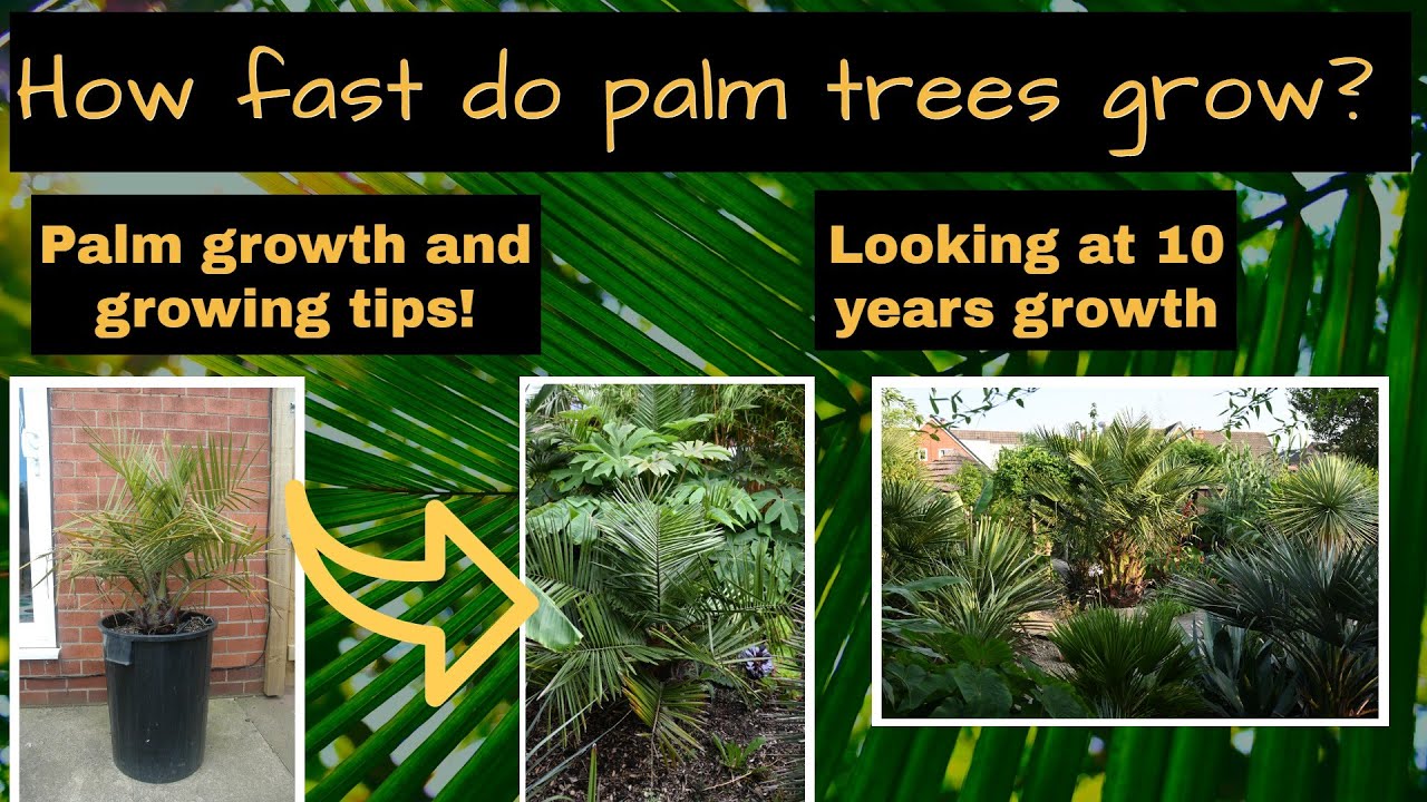 How to Care for Silk Areca Palm Trees: 10 Beautiful Tips to Keep Them Looking Lush