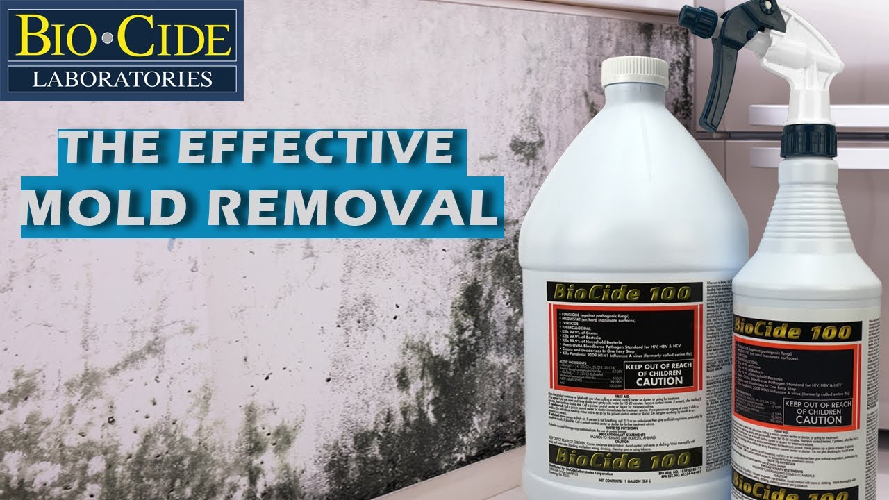 Mold Bomb Fogger: The Most Effective Weapon to Eliminate Mold from Your Home