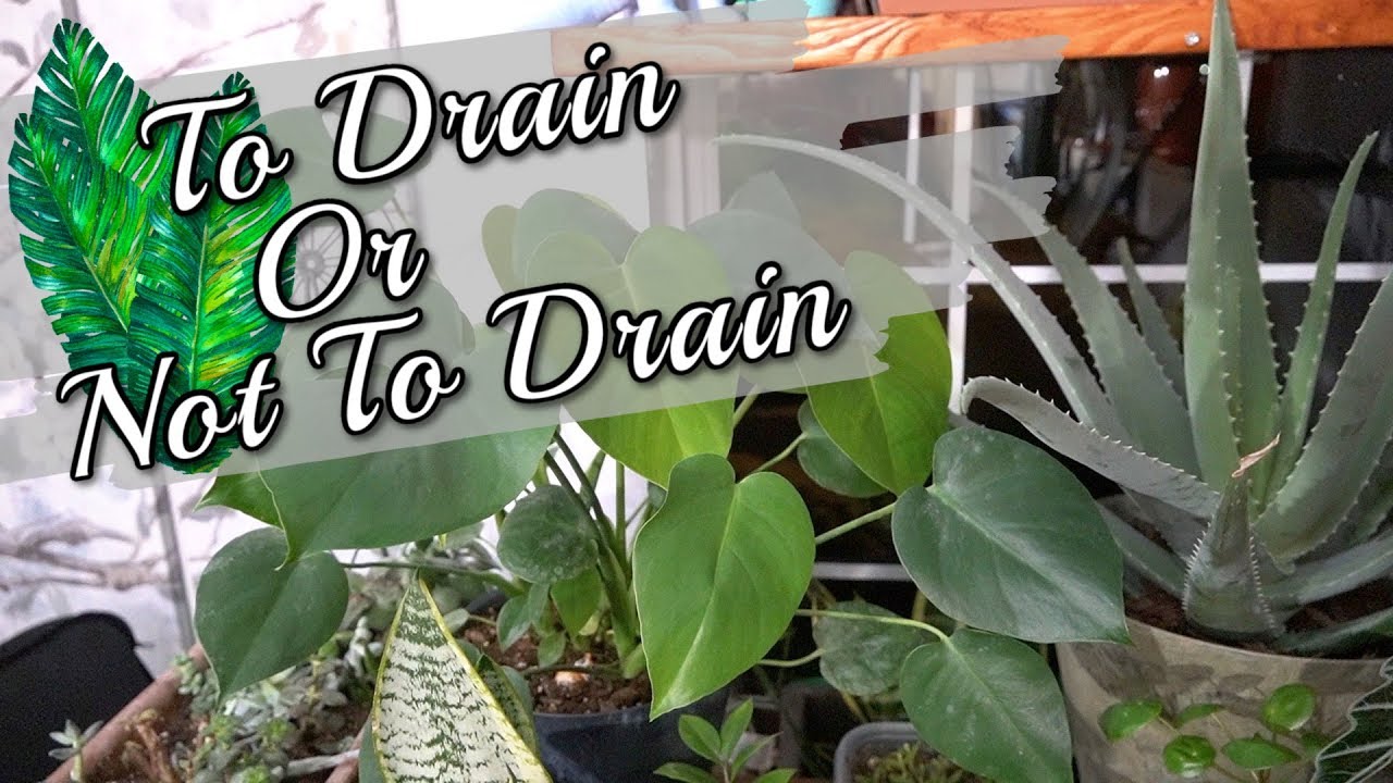Hanging Plants Need More Than Water. Try These Saucer Solutions
