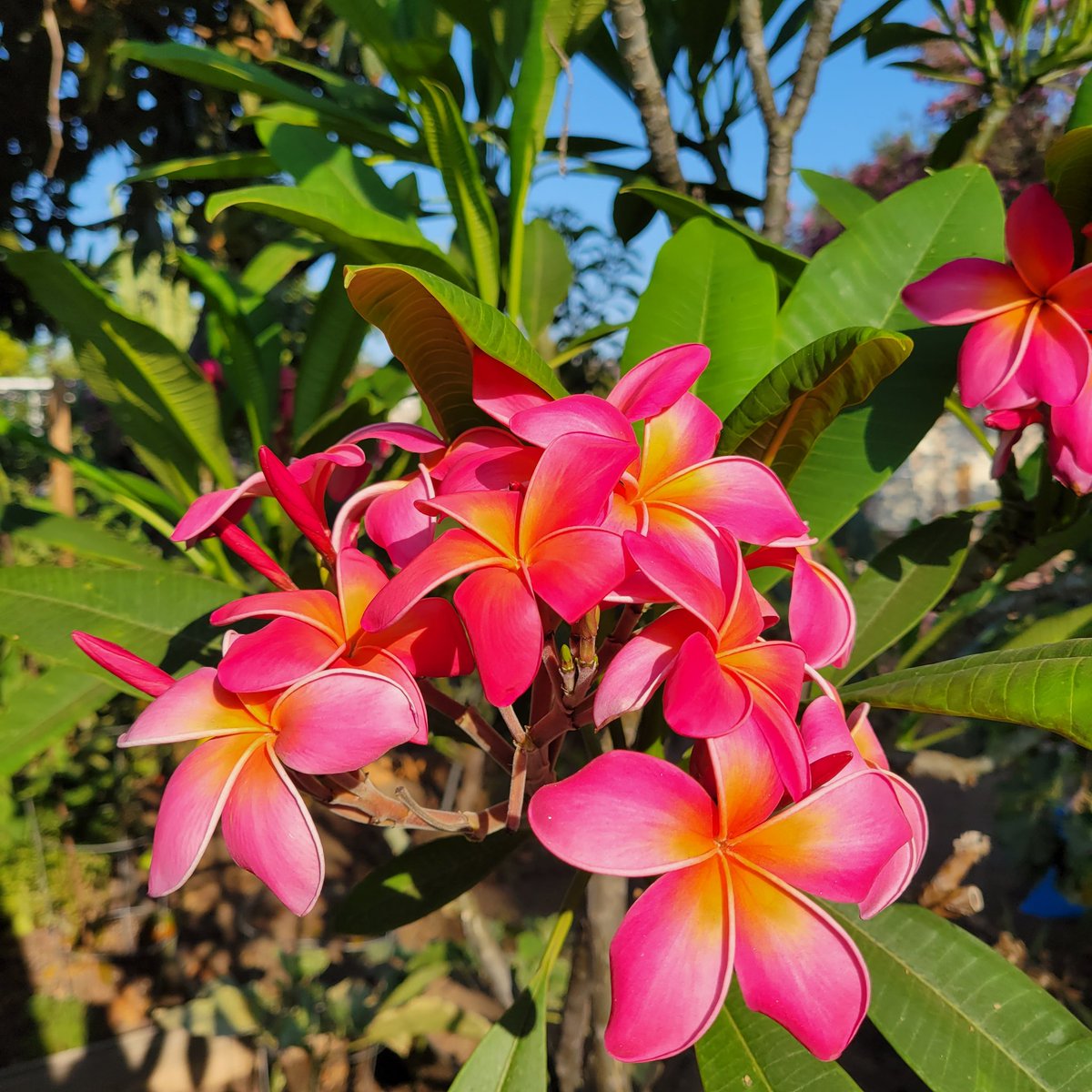 Breathtaking Aroma in a Bottle: Why Every Nose Needs Royal Hawaiian Plumeria Perfume