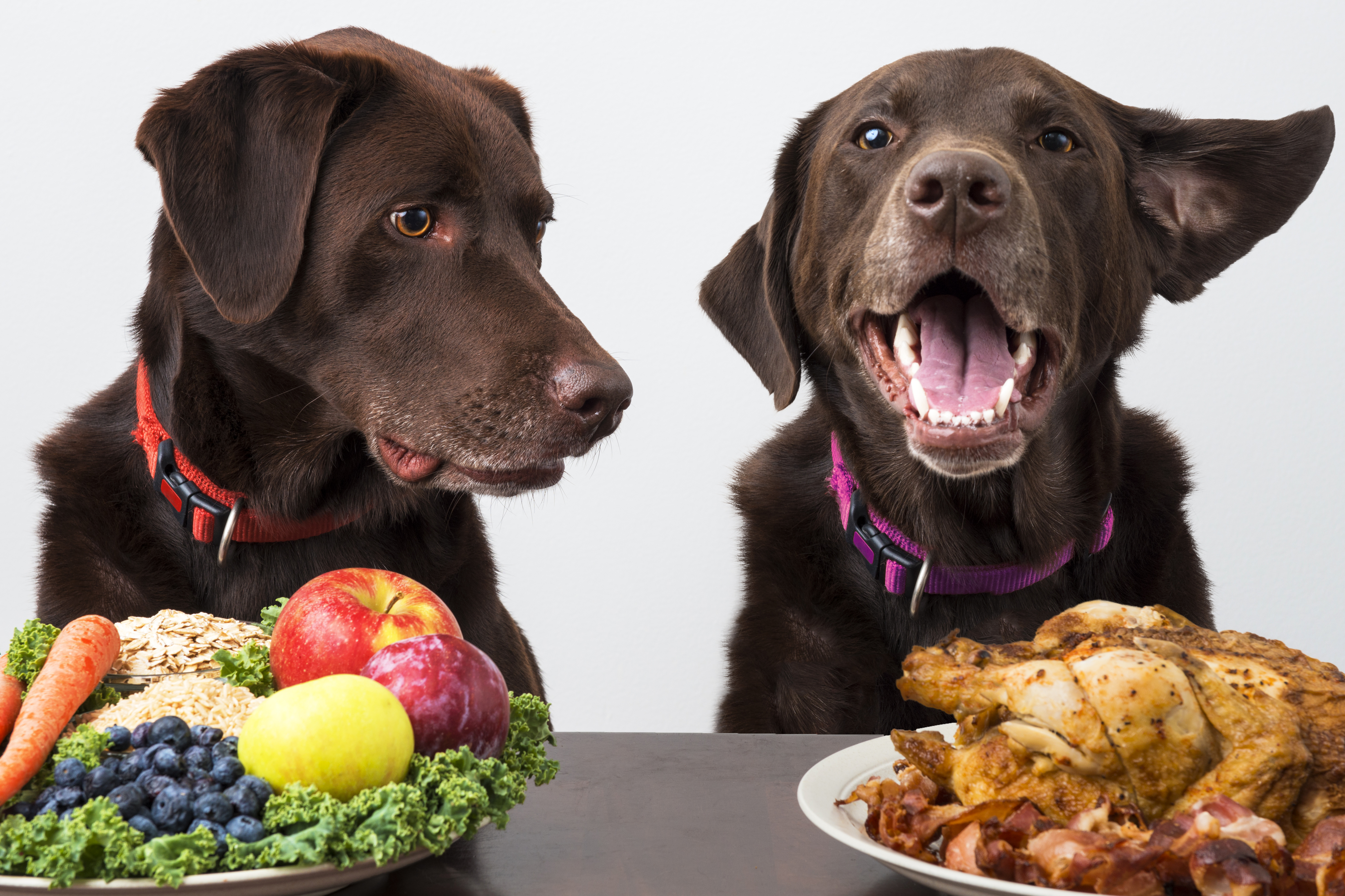 Looking to Buy Evolve Dog Food Near You. Check Out 10 Must-Know Facts Before Purchasing