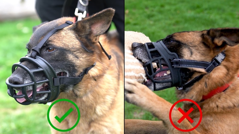 Corner Guards for Dogs: How to Protect Your Home From Nose to Tail Chewing