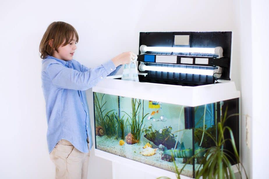 Looking to Clean Your Fish Tank Easily. Here are 10 Ways to Keep Your Aquarium Sparkling