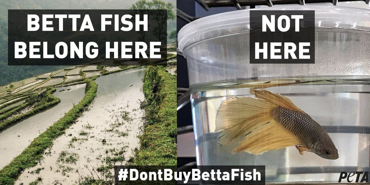 Betta Fish Keepers: Is Your Water Conditioner Harmful